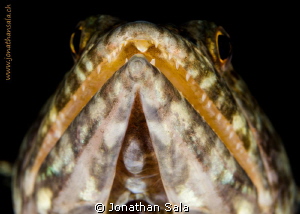 lizard... other perspective... by Jonathan Sala 